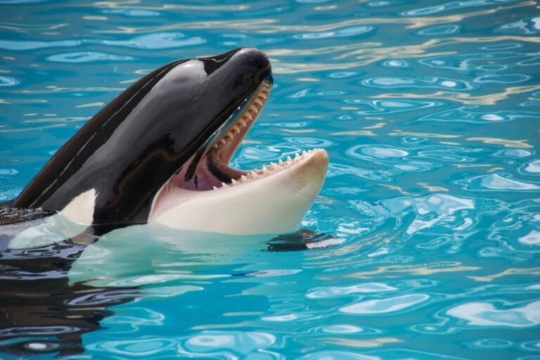 9 Meanings Of Dreaming About Killer Whales Or Orcas
