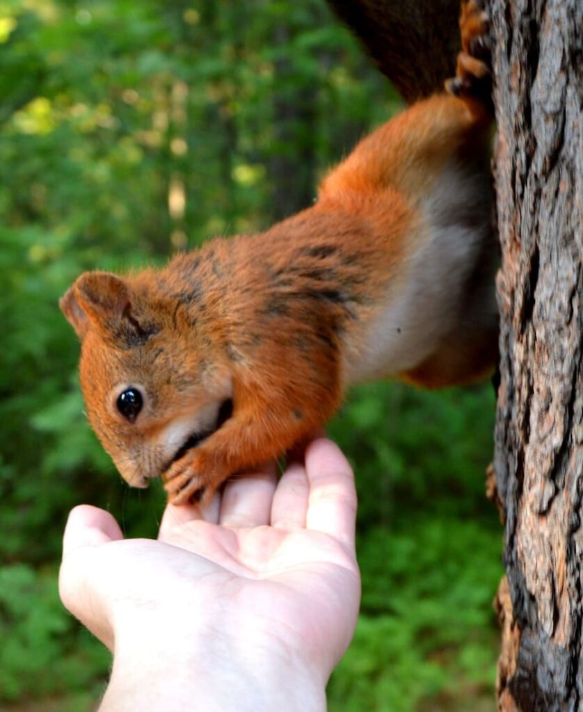 squirrel eating from hand
