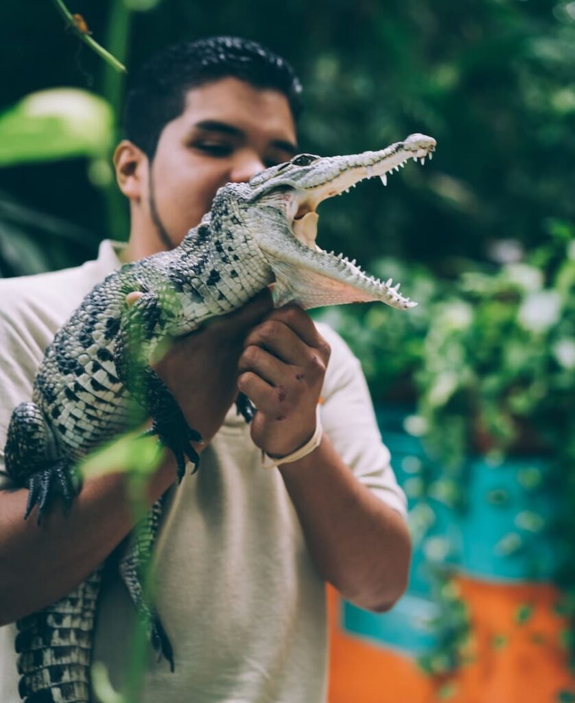 Man catching an alligator