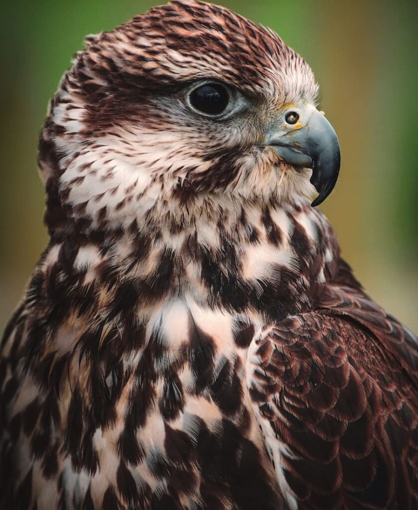 Falcon looking at a person
