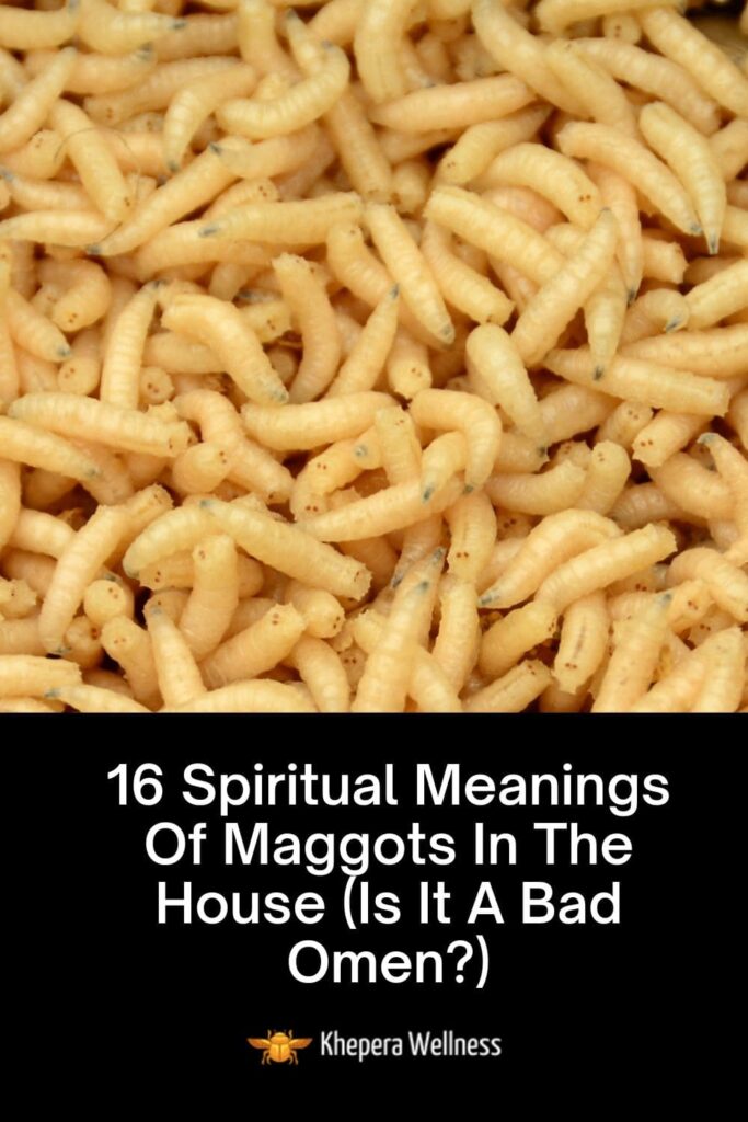 16 Spiritual Meanings Of Maggots In The House (Is It A Bad Omen)