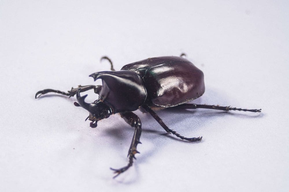 beetle walked on a white table
