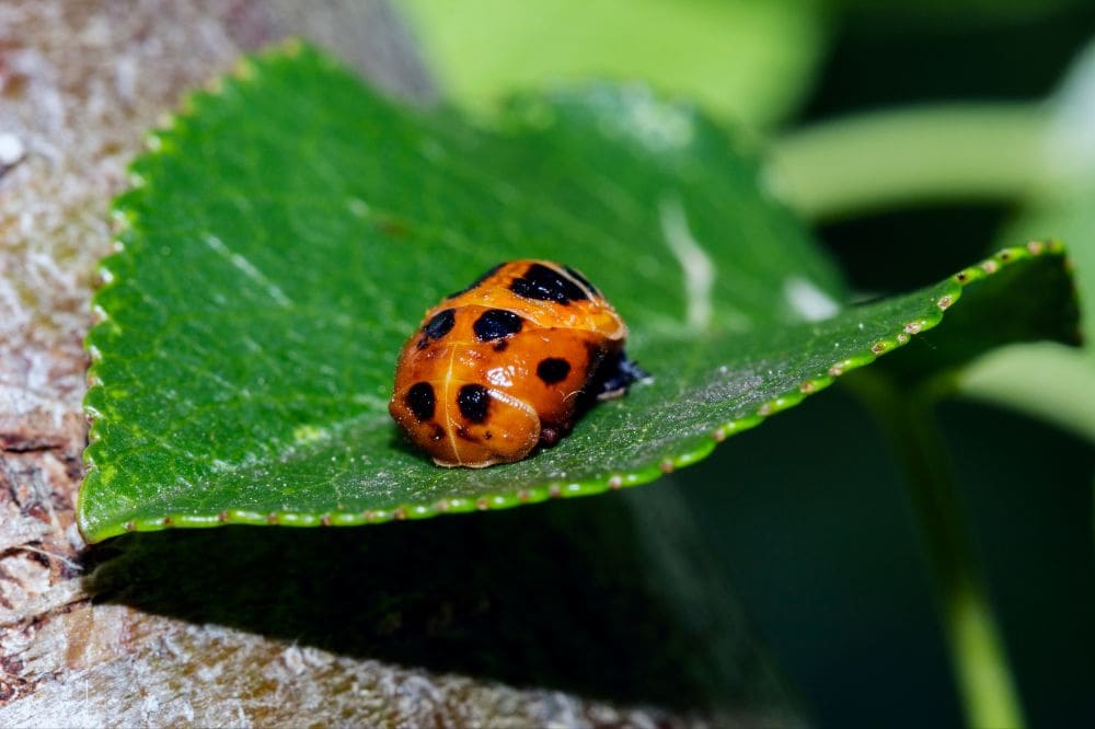 Orange ladybug on top of a leaf
