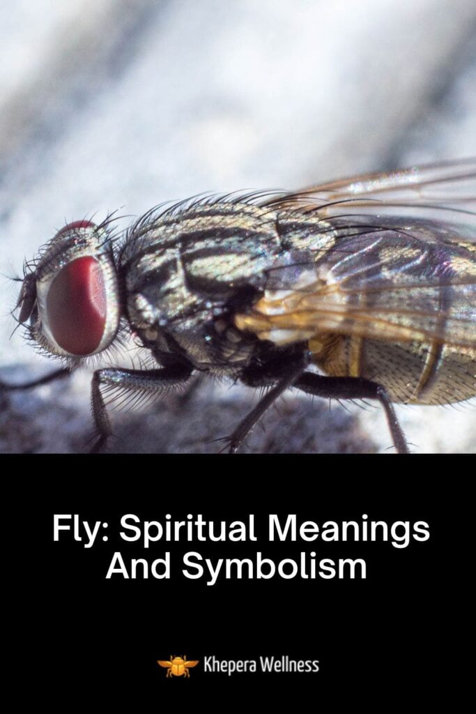 Fly Spiritual Meanings And Symbolism 