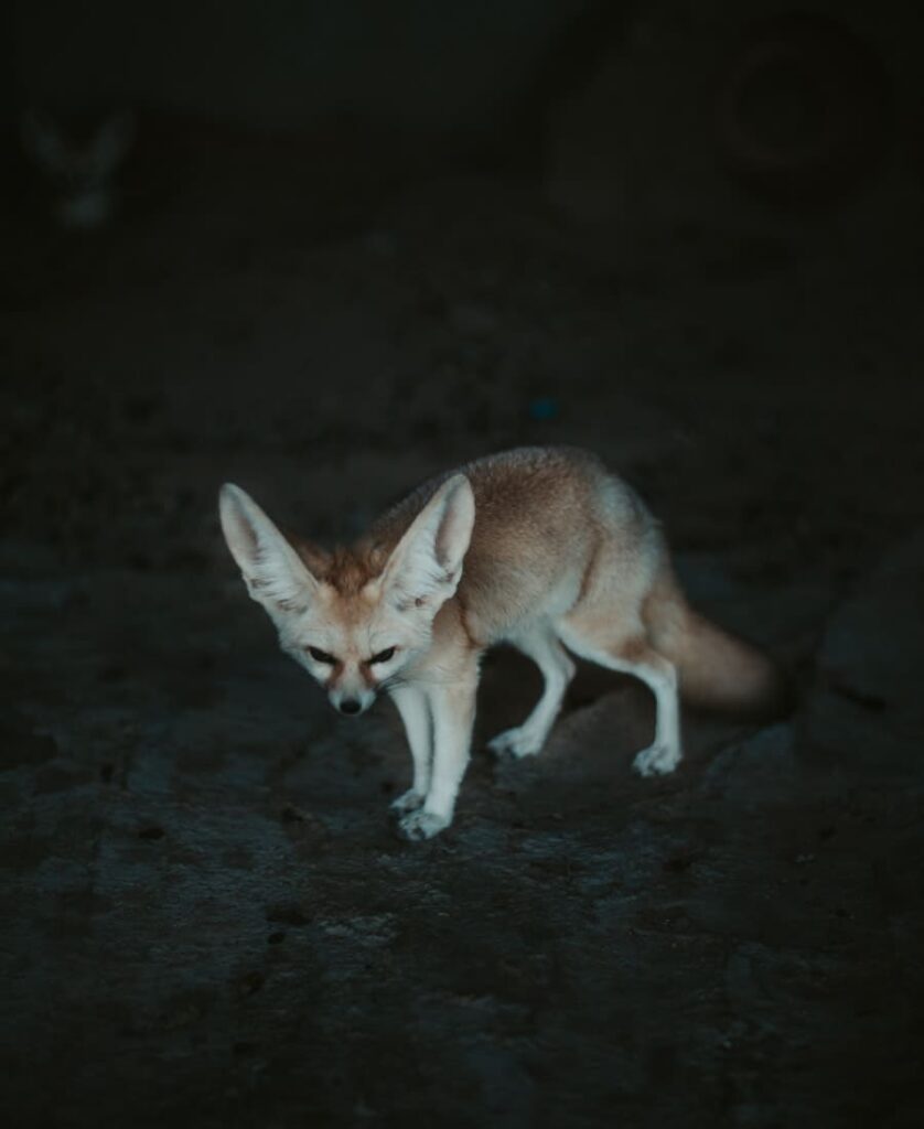 Meanings Of Seeing A Fox At Night