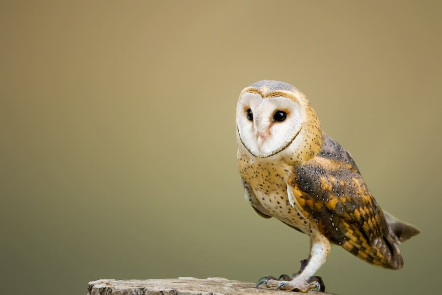Spiritual Meanings Of Owl Hooting