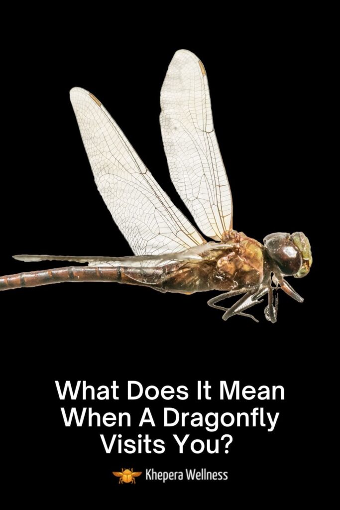 What Does It Mean When A Dragonfly Visits You 