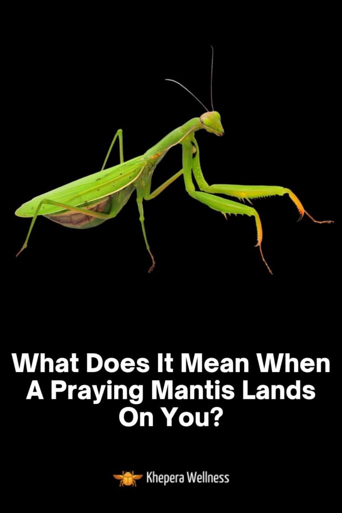 What Does It Mean When A Praying Mantis Lands On You