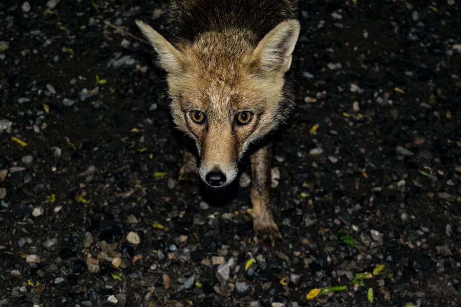 fox appears in my way at night