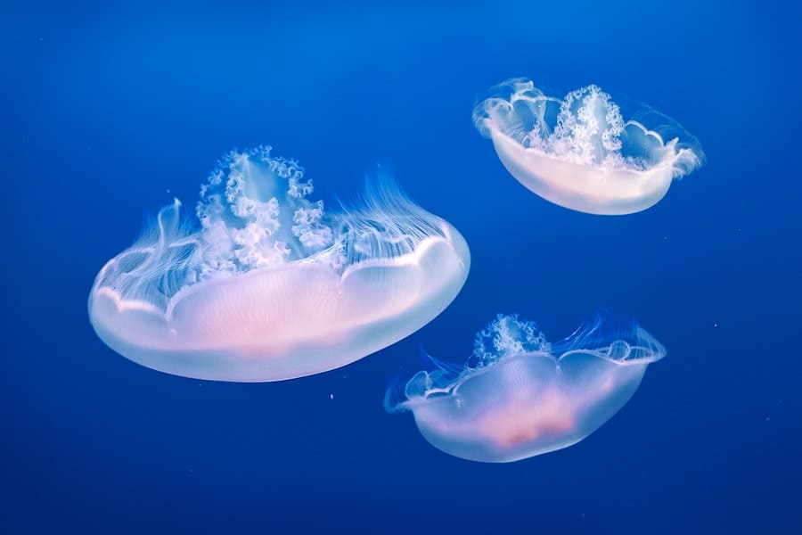 spiritual meaning of jellyfish