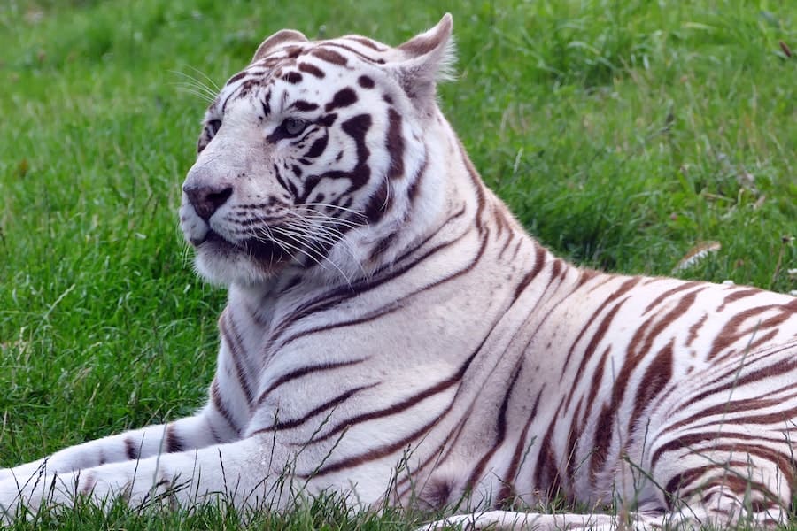 Dream About White Tiger