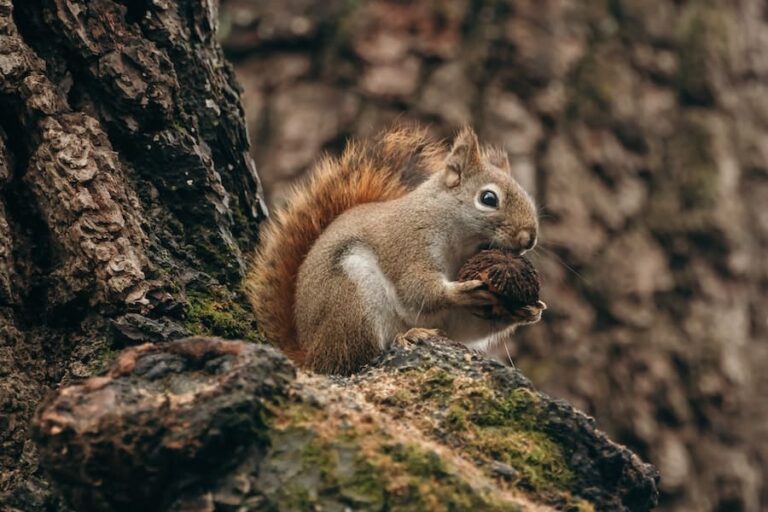 9 Squirrel Spiritual Meanings (That You Need To Know)
