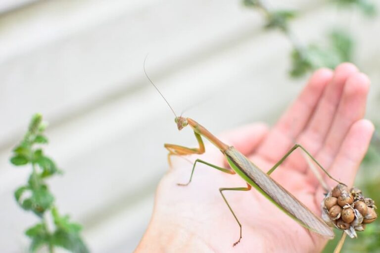 What Does It Mean When A Praying Mantis Lands On You?