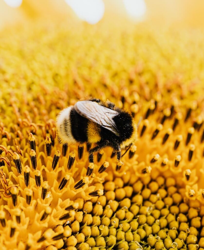 What do Bumblebees mean Spiritually