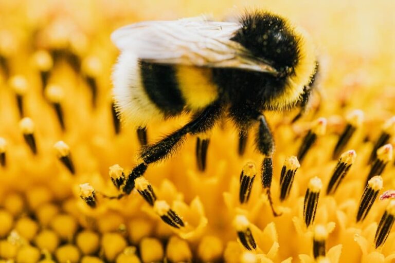 14 Spiritual Meanings Of Bumblebee (Good Luck?)