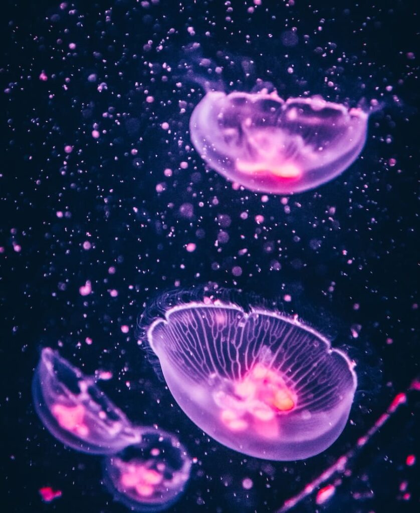 jellyfish meaning in spirit world