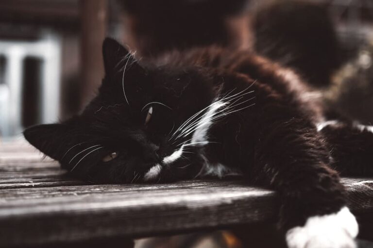 What Does A Black And White Cat Symbolize?