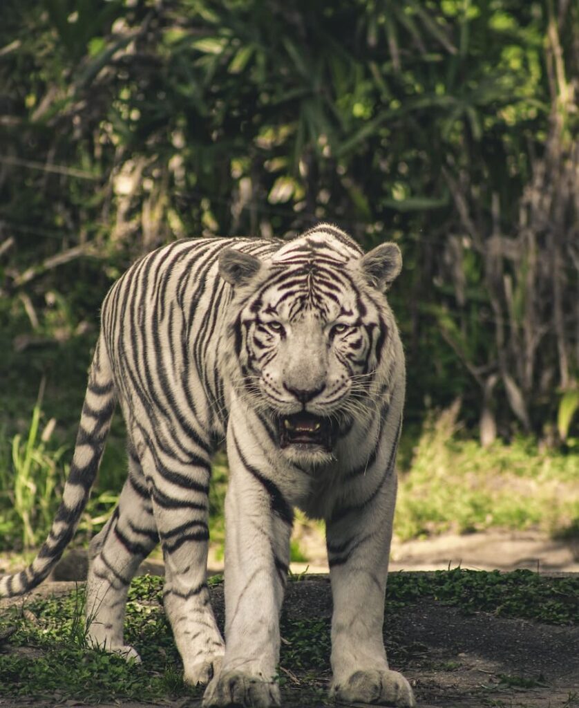 white tiger walking