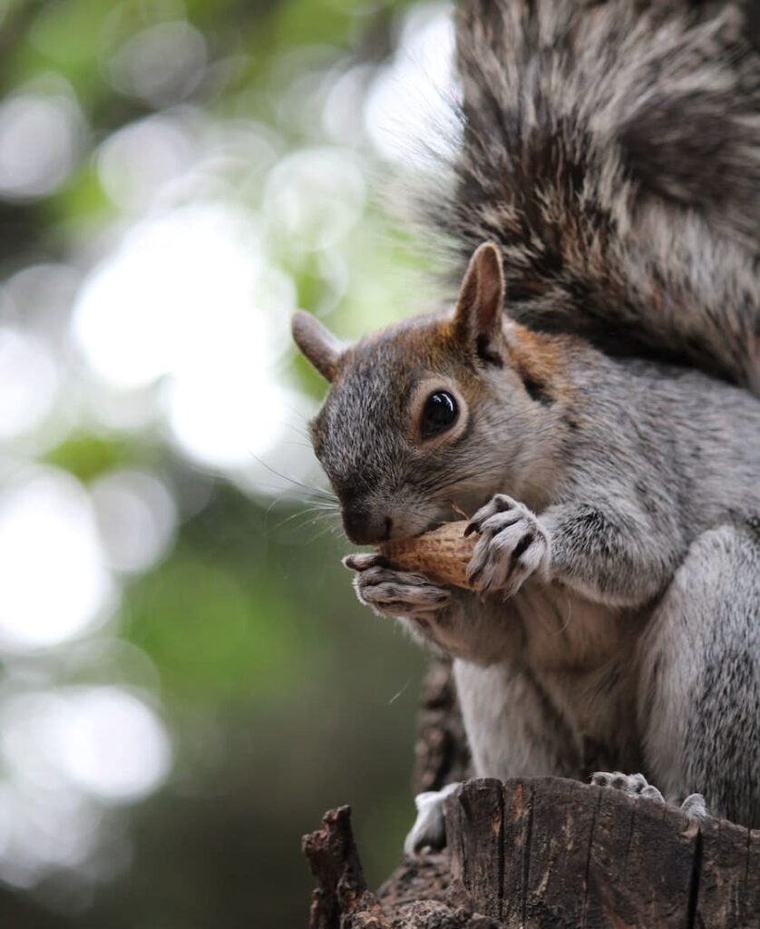 squirrel eating hazelnut