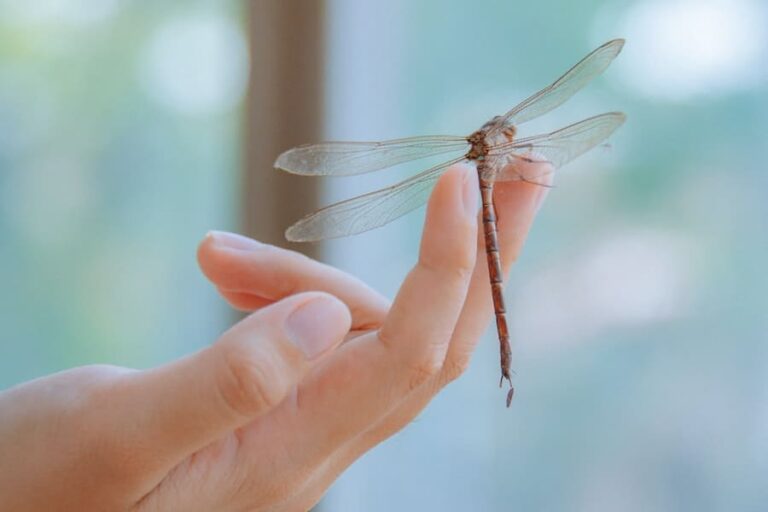 What Does It Mean When A Dragonfly Visits You? 