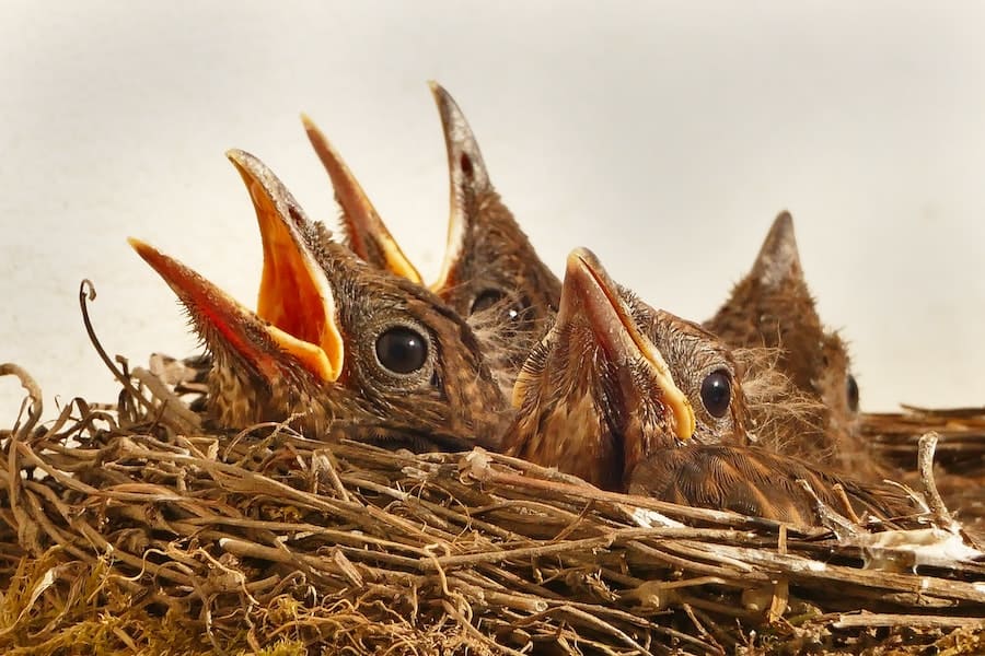 Bird nest with eggs