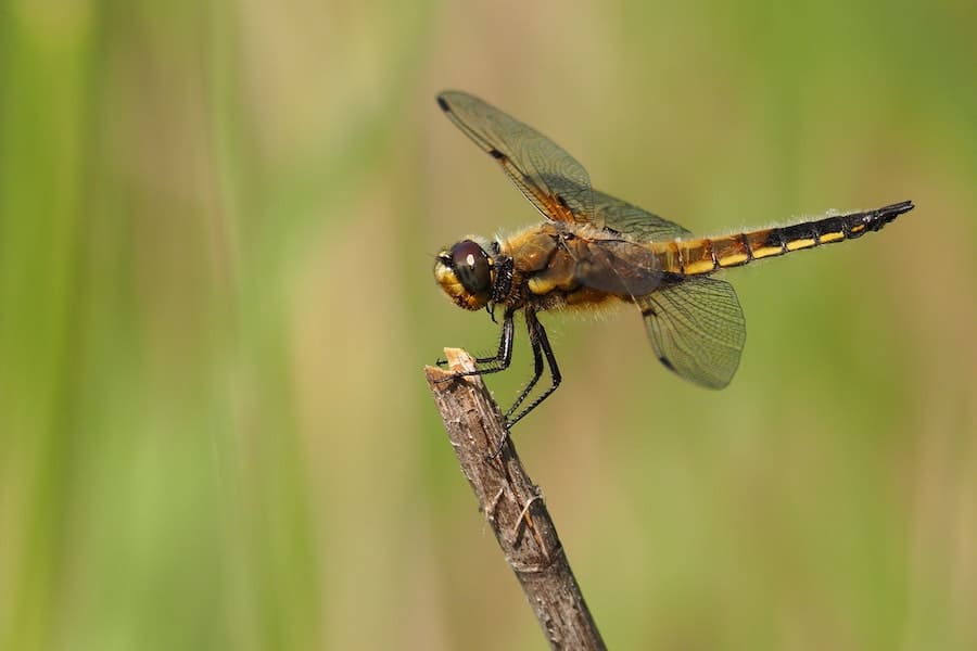dragonfly flying