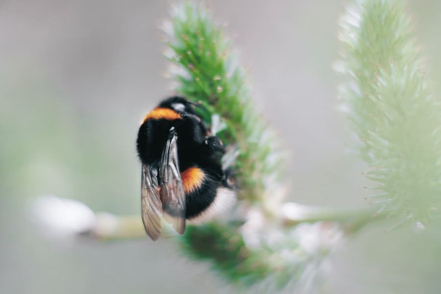 Bumblebee Spiritual Meaning