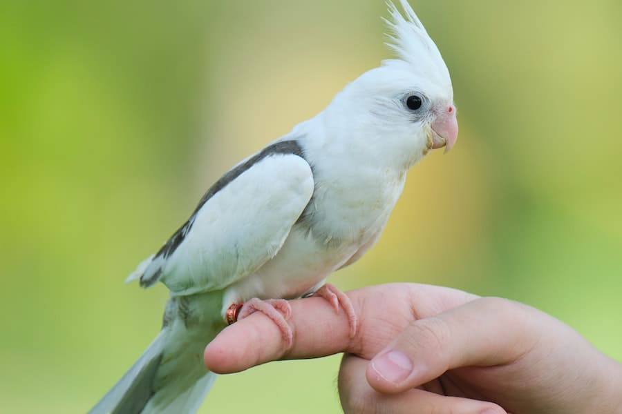 white bird on a person's finger