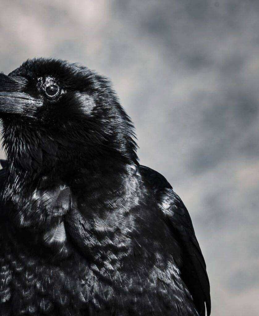crow singing