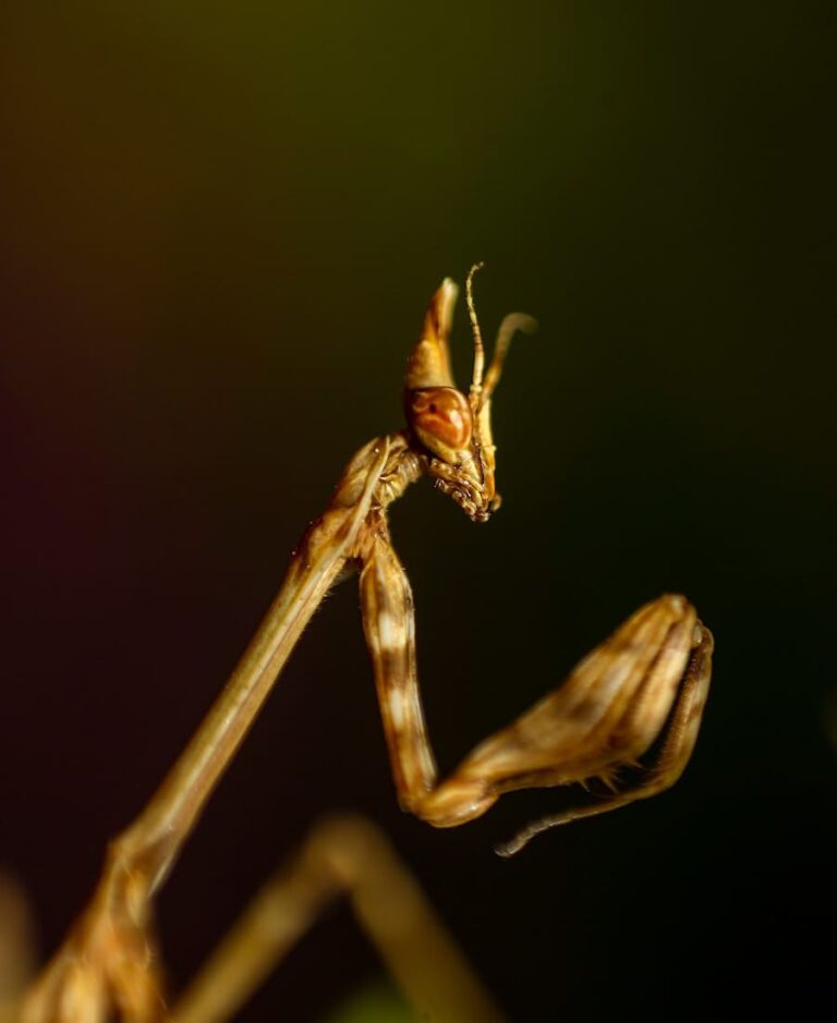 What Does It Mean When A Praying Mantis Lands On You?