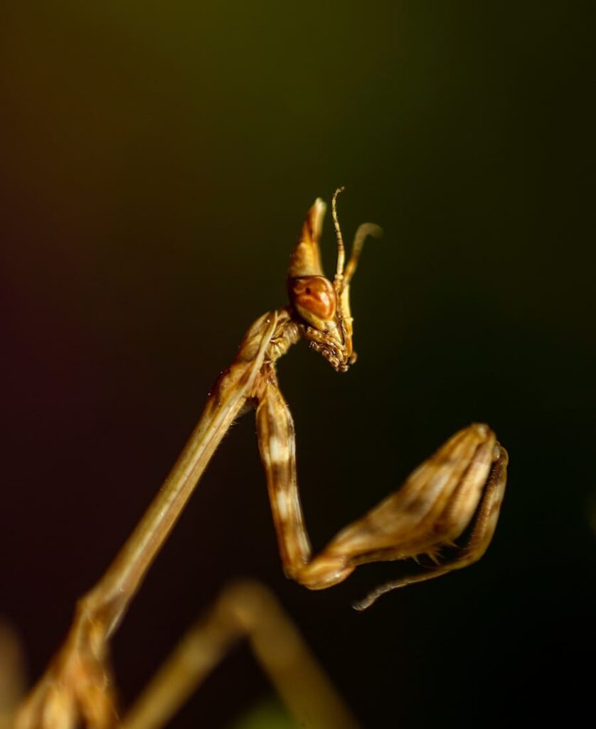 praying mantis seen from the side