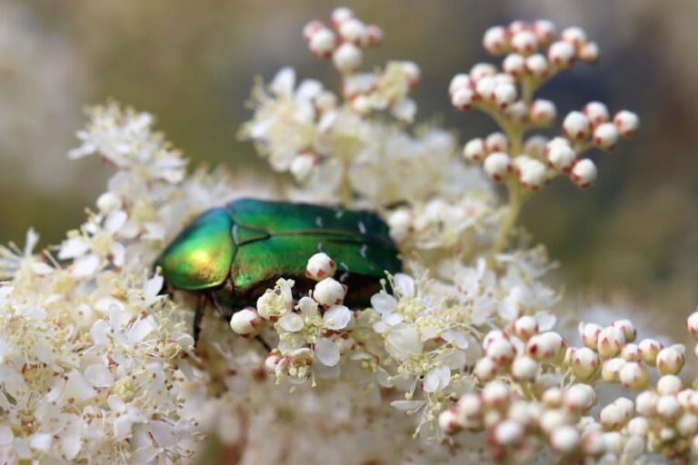 9 Scarab Beetle Spiritual Meanings And Symbolism