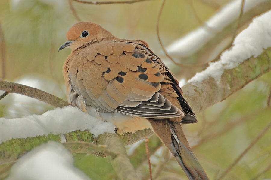 spiritual meaning of mourning dove