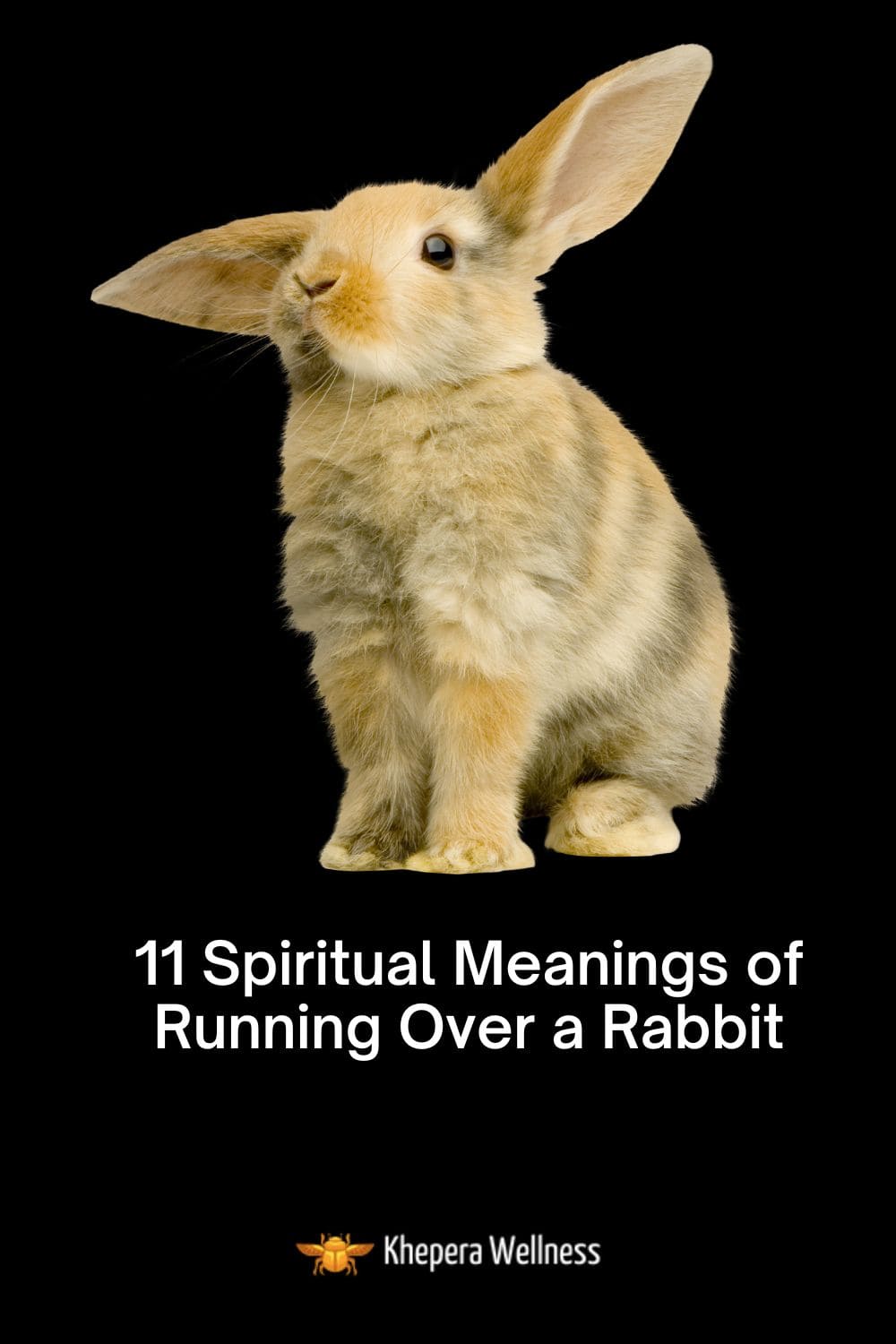 11 Spiritual Meanings of Running Over a Rabbit