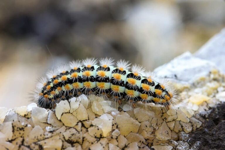 11 Hairy Caterpillar Spiritual Meanings (means good luck?)