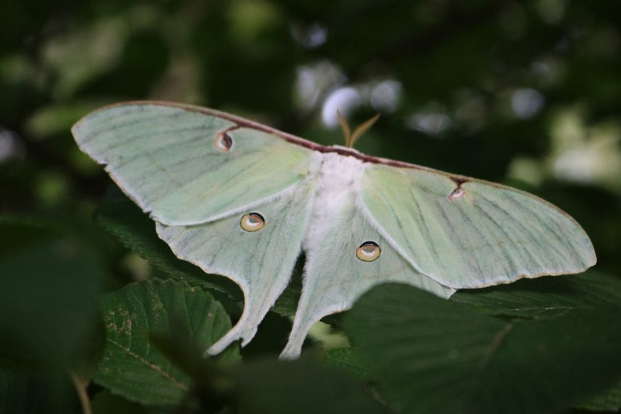 Very pretty Luna Moth