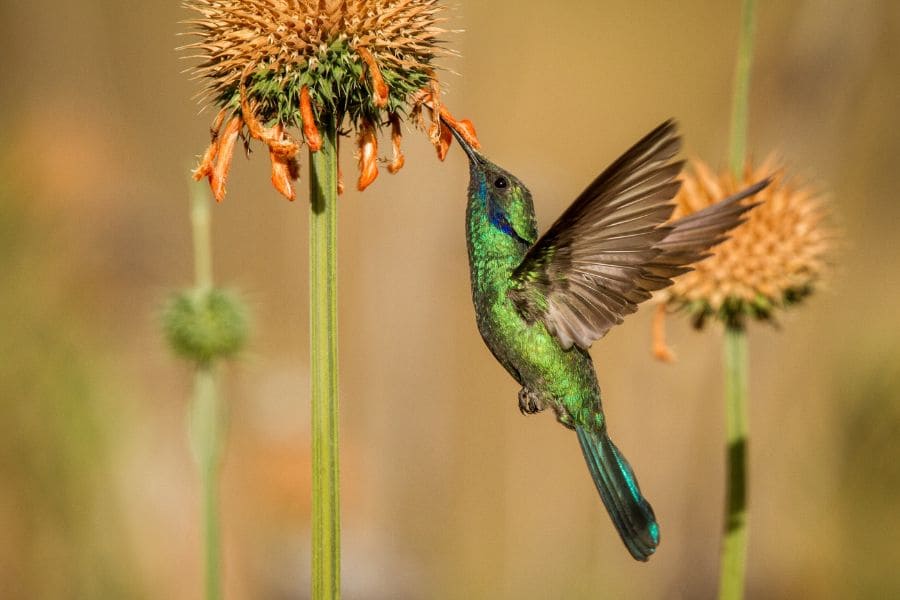 What Is The Spiritual Meaning Of Seeing A Hummingbird?