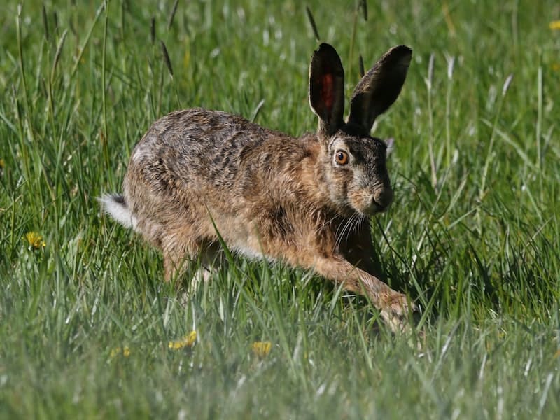 brown rabbit running in the grass