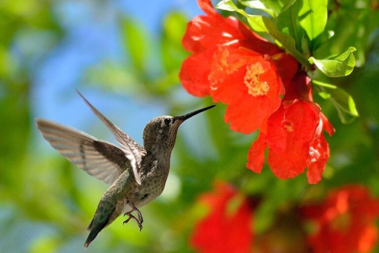 What Is The Spiritual Meaning Of Seeing A Hummingbird?