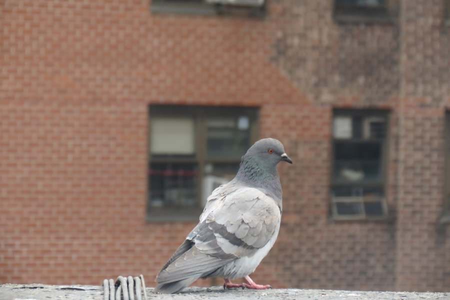 pigeon on the porch