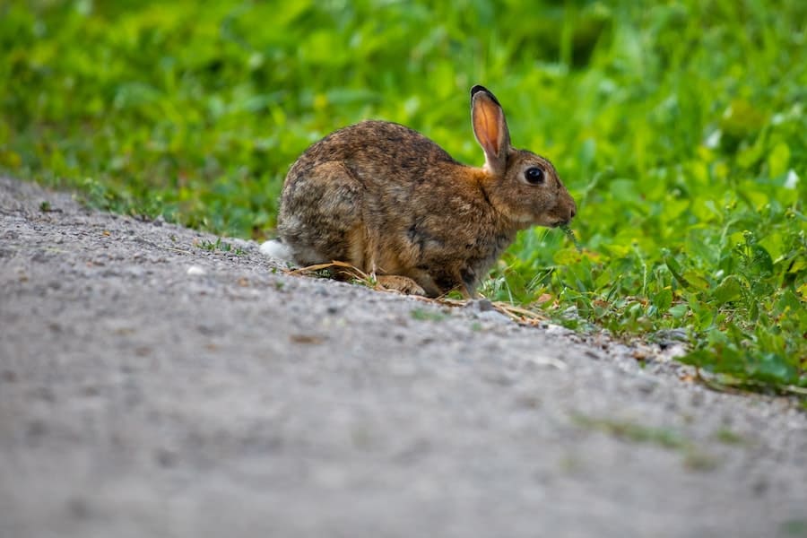 rabbit running in the street