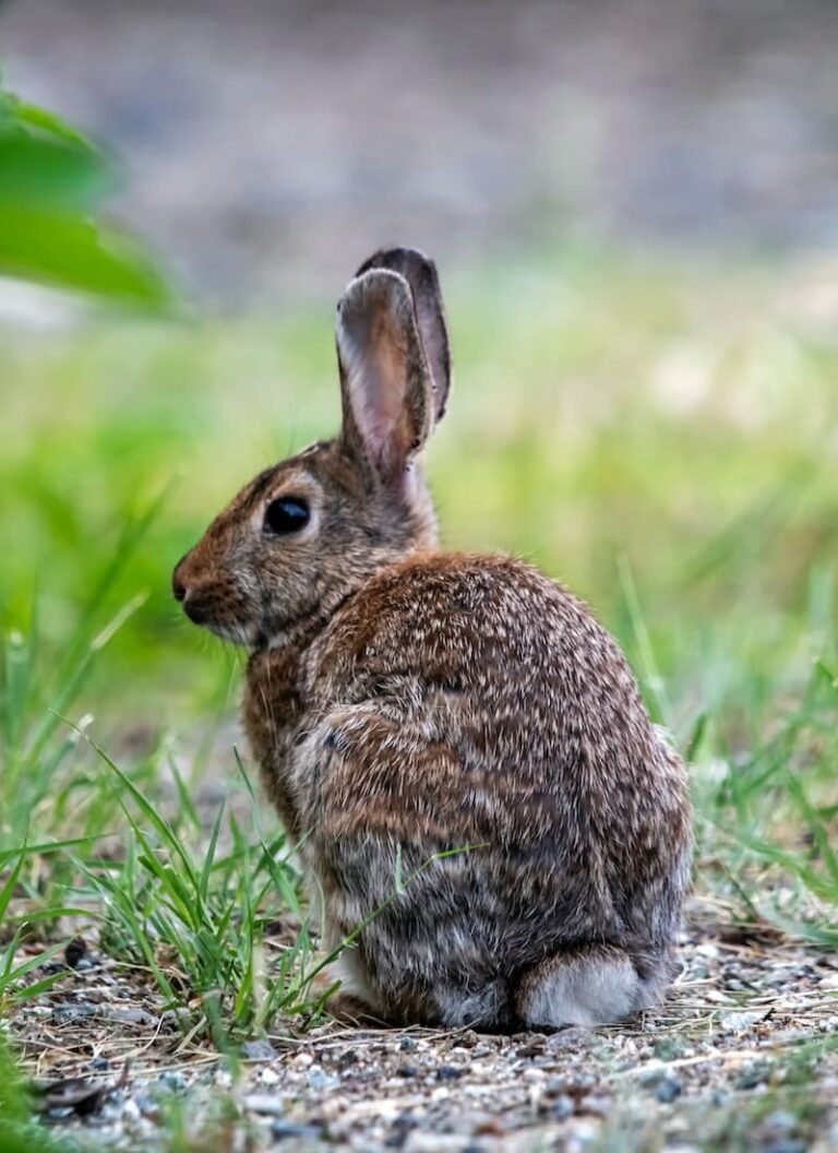 11 Spiritual Meanings of Running Over a Rabbit