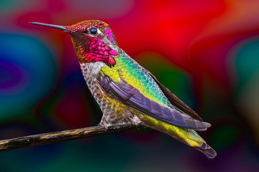 a very beautiful hummingbird
