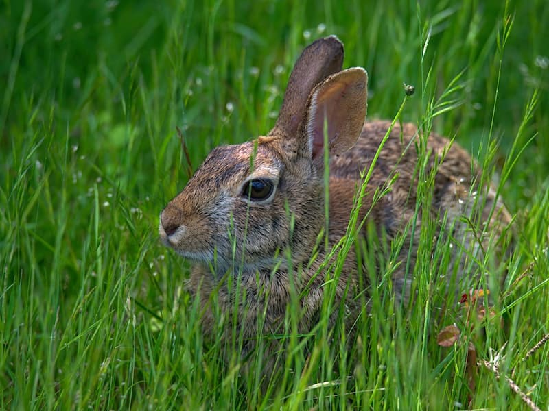 spiritual meaning of seeing a brown rabbit