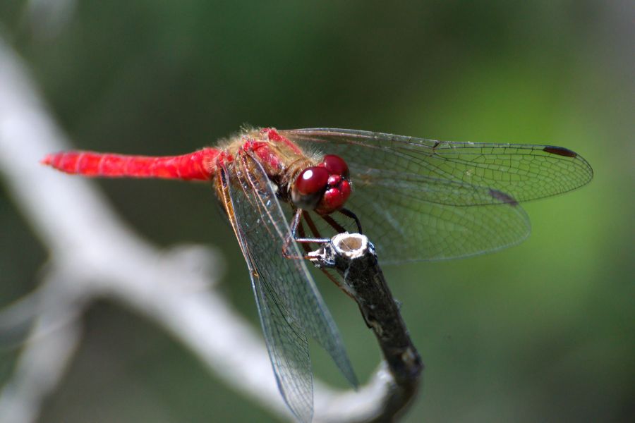 dragonfly and its symbolism