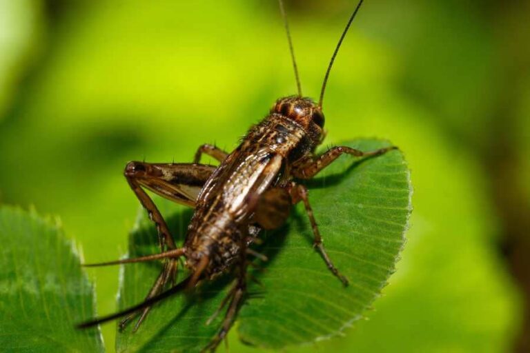 Spiritual Meaning of a Cricket in Your House