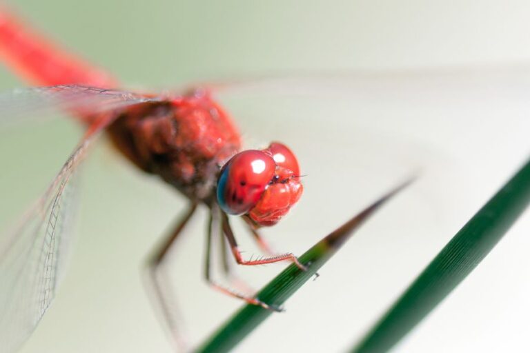 Red Dragonfly Spiritual Meaning: Good and Bad Omens