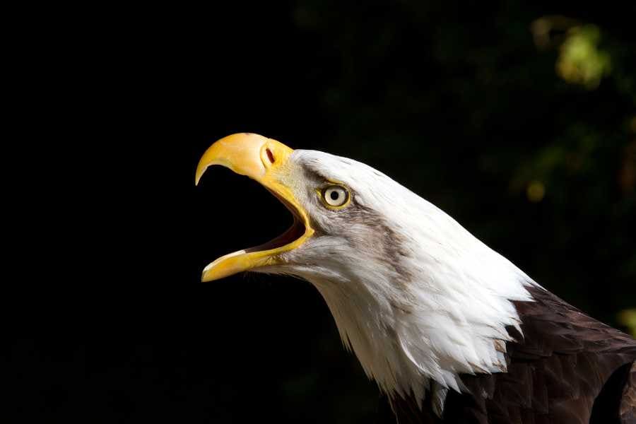 Bald eagle with open mouth