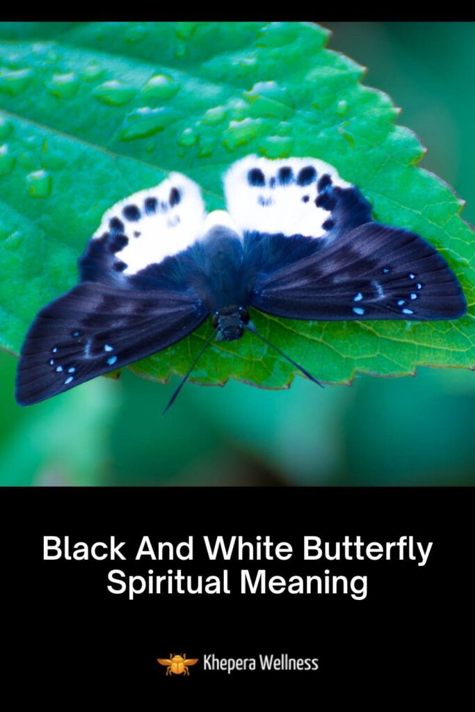 Black And White Butterfly Spiritual Meaning