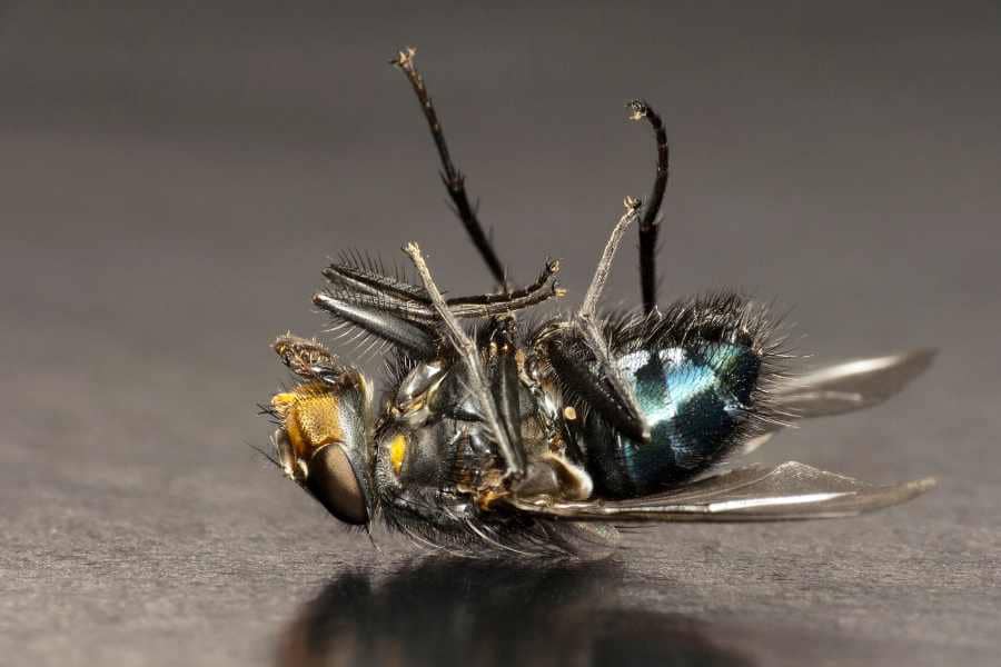 Can a dead fly be bad luck